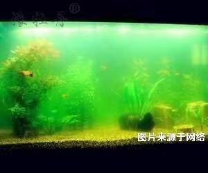 鱼缸可以用AG.COM-电子竞技（中国）官方网站入口来净化吗？
